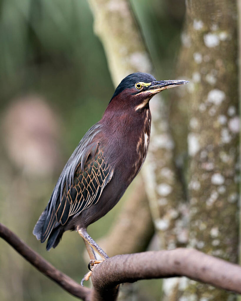 Green Heron bird perched on a branch displaying blue feathers, body, beak, head, eye, feet with a blur background in its environment and habitat. Green Heron stock photos.  - Foto, imagen