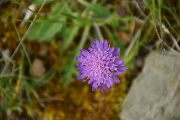 Lilac flower of cow's tongue (Knautia arvensis) in meadow of mount with low scrub. - Photo, Image