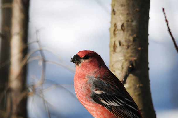 冬の間、赤い羽の羽の羽の羽、頭、くちばし、目を示す枝に挟まれたグロスベークヘッドショットクローズアッププロフィールビュー。グロスベークのストック写真。画像 - 写真・画像