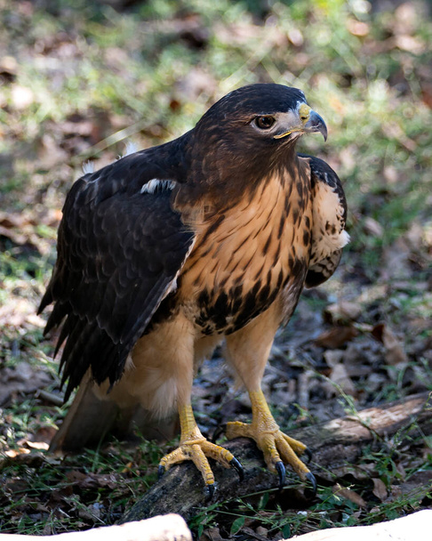 Hawk close-up profile view perched on a tree branch and looking at camera, displaying brown feathers plumage, head, eye, beak, tail, talons, with a blur background in its habitat and environment. Hawk Stock Photos. - Foto, afbeelding