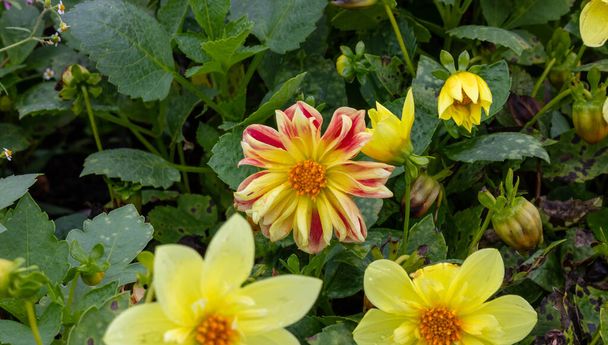 Yellow Dahlias on a green flower bed. - Photo, Image