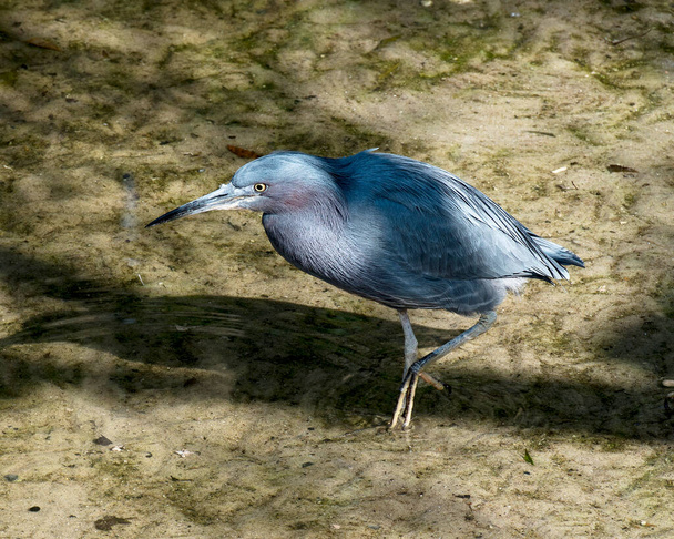 Little Blue Heron close-up profile view in the water displaying blue feather plumage, body, head, beak, eye, feet with a blur background in its environment and habitat. Little Blue Heron Stock Photos.  - Fotó, kép