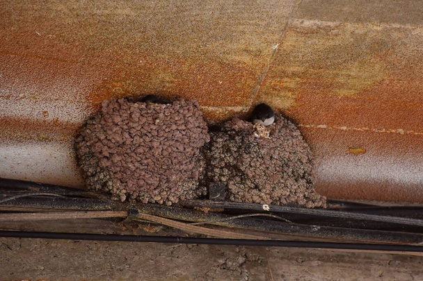 2匹のツバメの巣が建物のポーチの下にあり、親が持ってくる食べ物を捕まえるために頭を出している雛がいる。. - 写真・画像