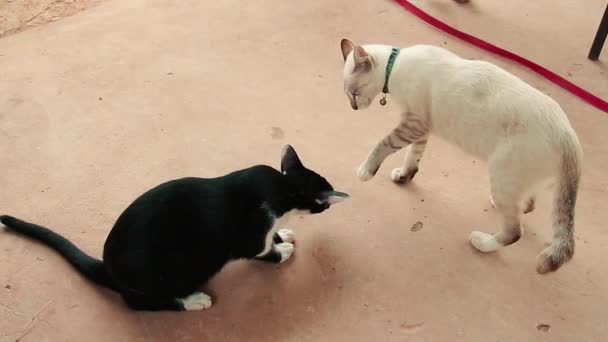 2匹の猫がスローモーションでカンフーの戦闘機のようにお互いに戦っています - 映像、動画