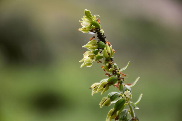 Yaprak biti ve kırmızı karıncalarla çiçek açmış Epipactis orkidesi. - Fotoğraf, Görsel