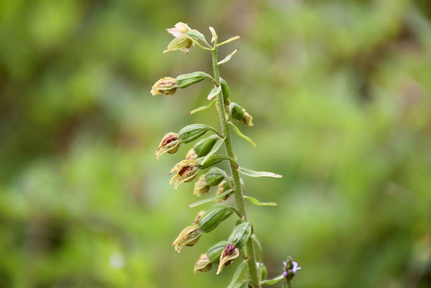 Орхидея Epipactis в цветении на открытом воздухе в зеленом поле. - Фото, изображение