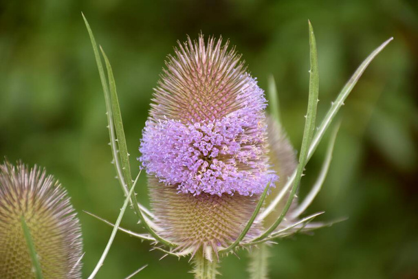 Cardo (Dipsacus fullonum) en flor en prado de hierba verde. - Foto, imagen