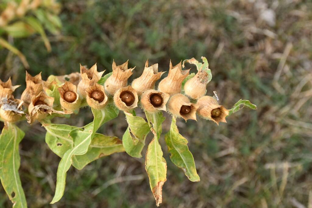 Hyoscyamus niger seeds in dried flowers. - Photo, Image