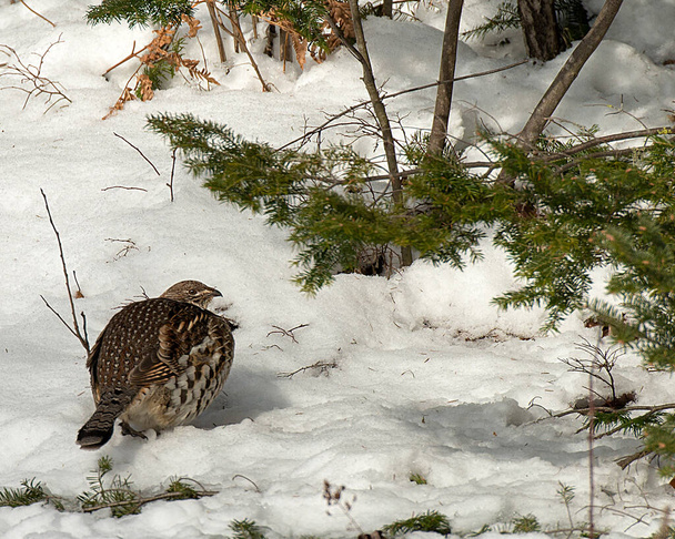 Partridge siedzi na śniegu w sezonie zimowym w swoim otoczeniu i siedlisku wyświetlając puszyste brązowe pióro upierzenie. Partridge Stock Zdjęcia.  - Zdjęcie, obraz