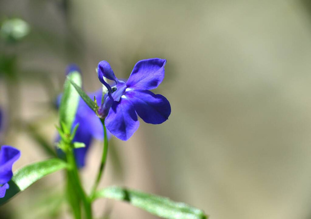 Ciemnoniebieski kwiat Lobelia erinus. - Zdjęcie, obraz