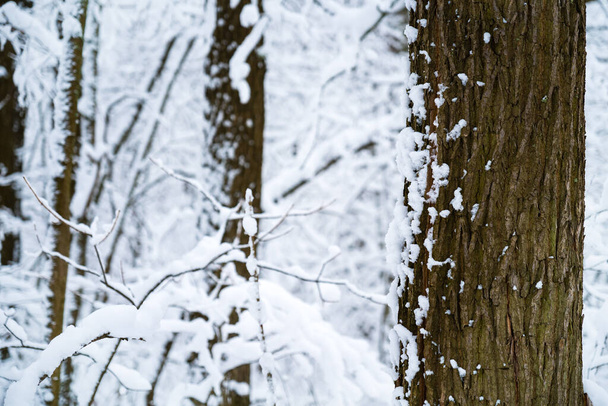 árvores em uma floresta nevada - Foto, Imagem