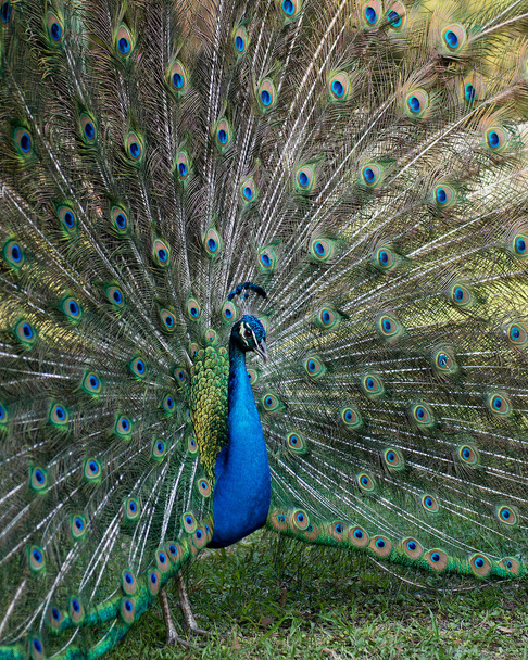 Το προφίλ του παγόβουνου, το όμορφο πολύχρωμο πουλί. Peacock πουλί εμφανίζει φορές ανοίξει περίτεχνα ουρά ανεμιστήρα με τρένο shimmering φτερά με μπλε-πράσινο φτέρωμα με τα μάτια κηλίδες στην ουρά ανεμιστήρα, διακοσμητικό κεφάλι. Peacock Στοκ Φωτογραφίες. Εικόνα.  - Φωτογραφία, εικόνα