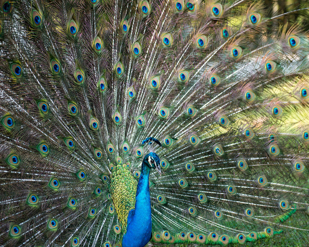 Peacock close-up profile, the beautiful colourful bird. Peacock bird displaying fold open elaborate fan tail with train shimmering feathers with blue-green plumage with eye spots on the fan tail, head ornament. Peacock Stock Photos.  - Fotografie, Obrázek