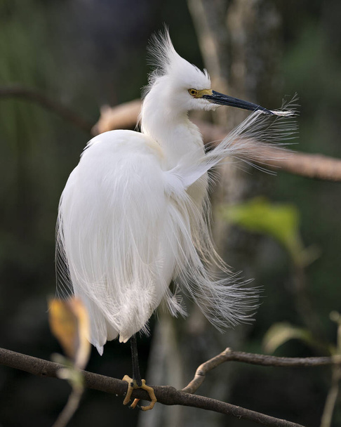 Snowy Egret close-up profile view perched on a branch with blur background, cleaning feathers and displaying head, beak, eye, fluffy plumage, yellow feet in its environment and habitat. Snow Egret Stock Photos. Image. - 写真・画像