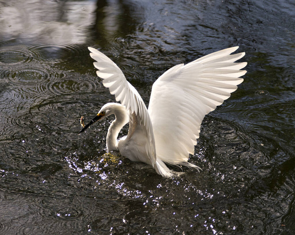 Vista ravvicinata del profilo Snowy Egret in acqua con acqua spruzzata intorno alla testa e ali spiegate, con un pesciolino nel becco e godendo del suo ambiente e habitat. - Foto, immagini