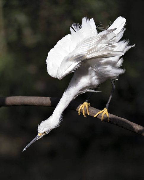 Snowy Egret közelkép profil nézet ültetett ágon megjelenítő fehér angyali tollak tollazat, bolyhos tollazat, fej, csőr, szem, láb a környezetben és élőhely homályos háttér. Snowy Egret stock fotók. Kép.  - Fotó, kép