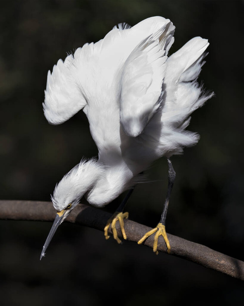 Snowy Egret vista da vicino profilo arroccato su ramo che mostra ali angeliche bianche distese nel suo habitat e ambiente con uno sfondo a contrasto nero. Foto d'archivio Snowy Egret. Immagine.  - Foto, immagini