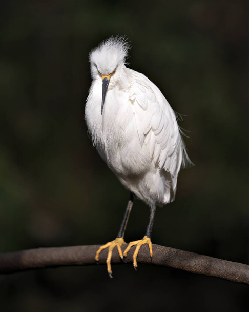 Snowy Egret  perched on branch with a blur background with a sad impression, displaying white feathers plumage, fluffy plumage, head, beak, eye, feet in its environment and habitat. Snowy Egret Stock Photos.  - Photo, image