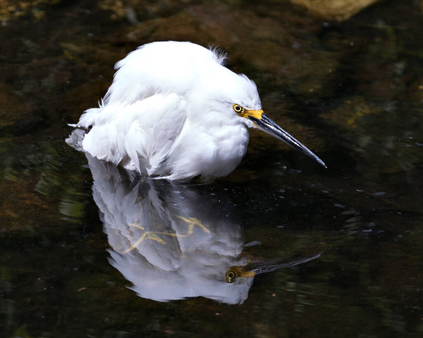 Snowy Egret close-up profile view in the water displaying white feathers, head, beak, eye, fluffy plumage, yellow feet with its reflection in the water, enjoying its environment and habitat. Snowy Egret Stock Photos.  - Photo, image