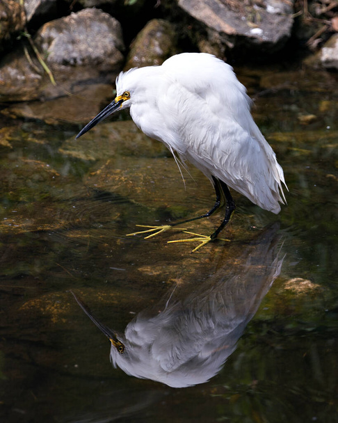 Snowy Egret lähikuva profiilin näkymä veteen näyttää valkoinen höyhenet, pää, nokka, silmä, pörröinen plumage, keltaiset jalat sen heijastus vedessä, nauttia ympäristöstä ja elinympäristöstä. Luminen haikara Stock Kuvat.  - Valokuva, kuva