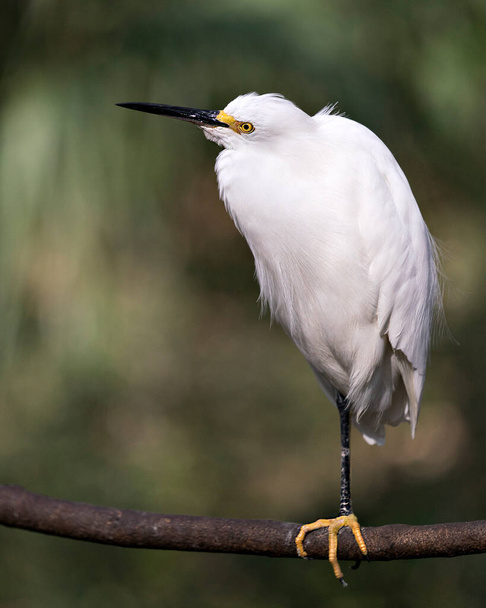 Snowy Egret close up profile view perched with a blur background   displaying white feathers plumage, fluffy plumage, head, beak, eye, feet in its environment and habitat. Snowy Egret Stock Photos.  - Photo, image