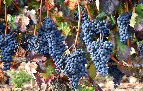 Ripe grape clusters in the vineyard about to be harvested. Harvest in La Rioja. - Photo, Image