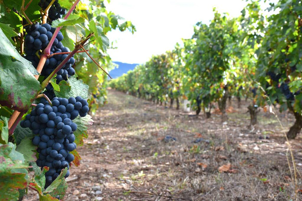 Vineyard with bunches of grapes. Harvest in La Rioja. - Photo, Image