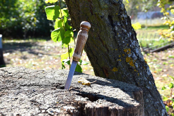 Nóż wbity w drewniany kikut w wiejskim ogrodzie. - Zdjęcie, obraz