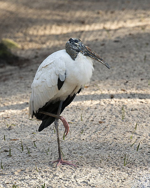 Wood stork close-up profile resting on ground displaying white and black fluffy feathers plumage, head, eye, beak, long legs, long neck, in its environment and habitat. Wood Stork Stock Photos. Image. - 写真・画像
