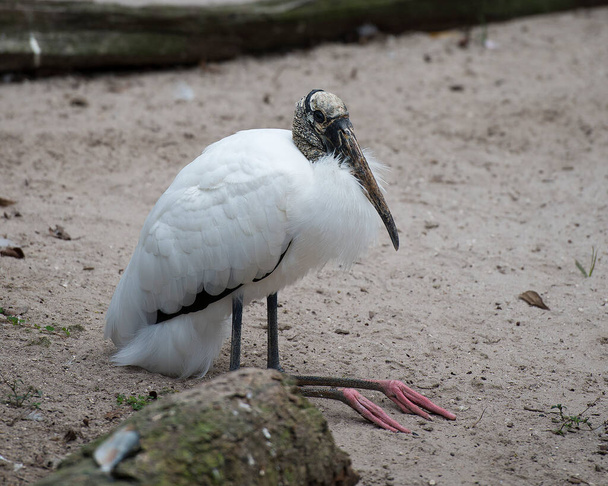Wood stork close-up profile resting on ground displaying white and black fluffy feathers plumage, head, eye, long beak, long neck, in its environment and habitat. Wood Stork Stock Photos. Image.  - Фото, зображення