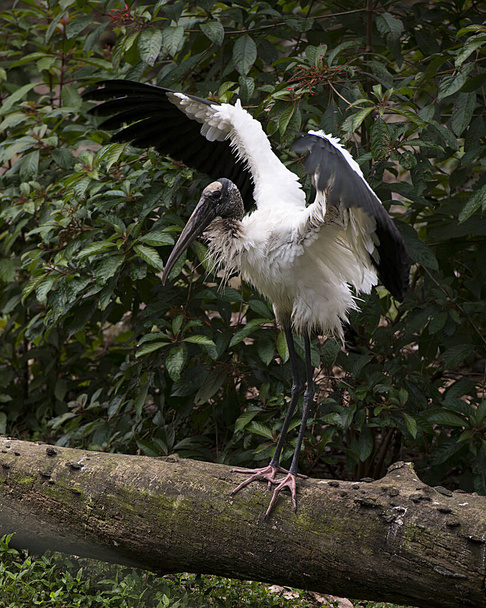 Wood stork close-up profile perched on a tree displaying white and black fluffy feathers plumage, head, eye, beak, long neck, in its environment and habitat with a foliage background. Wood Stork Stock Photos. Image.  - Photo, image