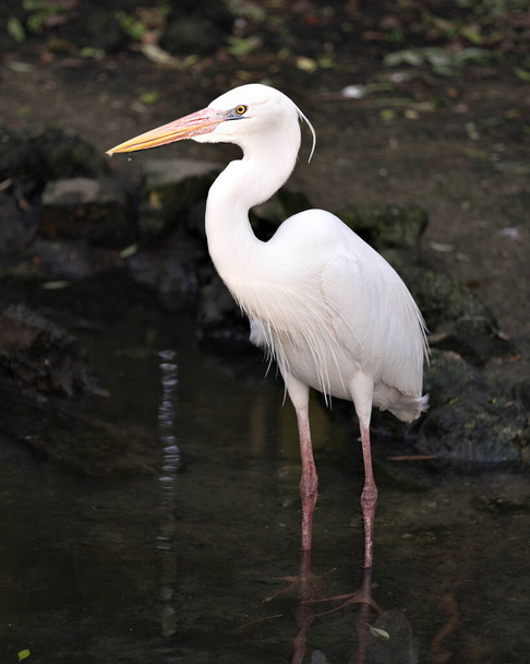 White Heron standing in the water, displaying beautiful white feathers, beak, eye, legs with a blur background in its environment and habitat. Great White Heron Stock Photos. Image. - Photo, image