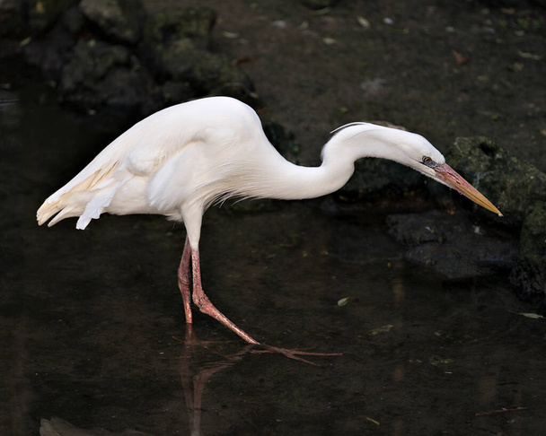 White Heron walking in the water displaying beautiful white feathers, beak, eye, legs with a black contrast background in its environment and habitat. Great White Heron Stock Photos. Image.  - Photo, image