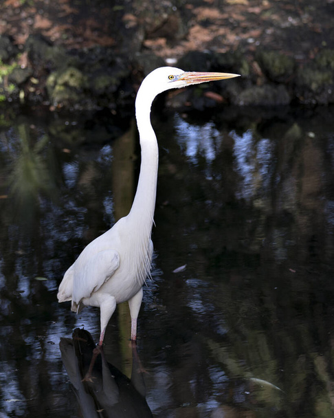 Great White Egret obraz stojący w wodzie wyświetlając dziób, oko, nogi, piękne białe pióra z rozmytym tle korzystających z jego środowiska i siedliska. Wielka Biała czapla Fotografia Stockowa. Zdjęcie.. - Zdjęcie, obraz