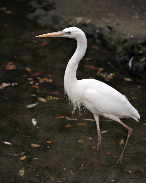 White Heron close-up profile view in the water displaying white feather plumage, wings with a black contrast background in its environment and habitat. Great White Heron Stock Photos. Image. - 写真・画像