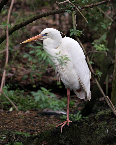 White Heron close-up profile view, displaying white feathers plumage,  in its environment and habitat with a blur foliage background. Great White Heron Stock Photos. Image. - Photo, image