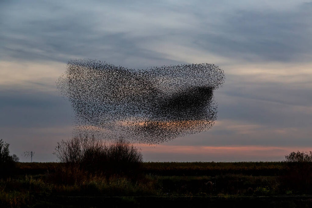 Murmuraciones de Starling. Una gran bandada de estorninos vuela al atardecer en los Países Bajos. Cientos de miles de estorninos se unen formando grandes nubes para protegerse de las aves rapaces.  - Foto, Imagen