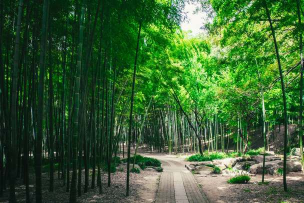 Ścieżka wśród lasów bambusowych na wzgórzu Tiger (Huqiu) w Suzhou, Jiangsu, Chiny - Zdjęcie, obraz