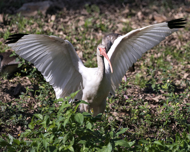 Белый Ibis птица крупным планом вид с фоном листвы с расправленными крыльями, оперение белых перьев, тело, голова, глаз, клюв, длинная шея, в своей среде и среде обитания. Белый Ibis Stock Photos. Изображение. - Фото, изображение