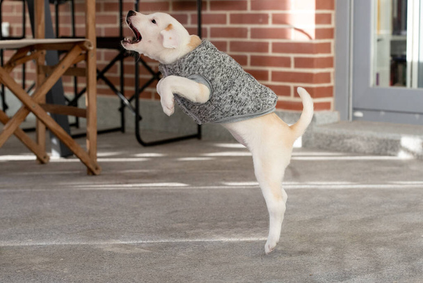 Cute female puppy playing and jumping outdoors wearing a sweater - Photo, Image