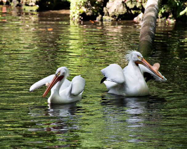 Pájaro pelícano blanco se aparea en el agua con sus alas extendidas, y disfruta de su ambiente y hábitat. Stock de fotos de white pelican. Imagen:. - Foto, imagen