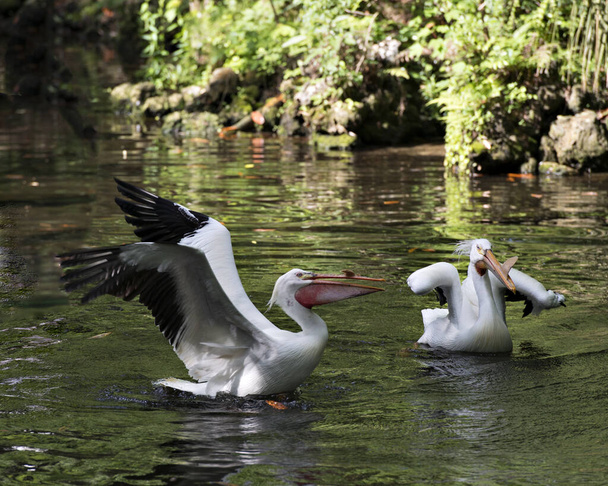 白いペリカン鳥は、羽を広げ、くちばしを開き、環境や生息地を楽しんで水の中にいます。ホワイトペリカンの写真。画像. - 写真・画像