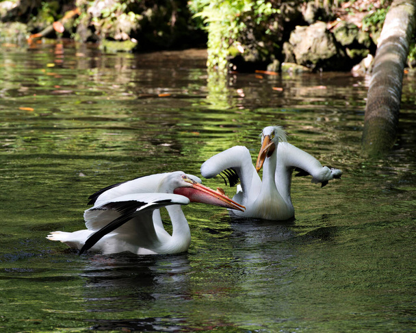 Bílý Pelikán pár ve vodě s roztaženými křídly, a užívat si svého prostředí a prostředí. White Pelican stock fotky. Obrázek. - Fotografie, Obrázek