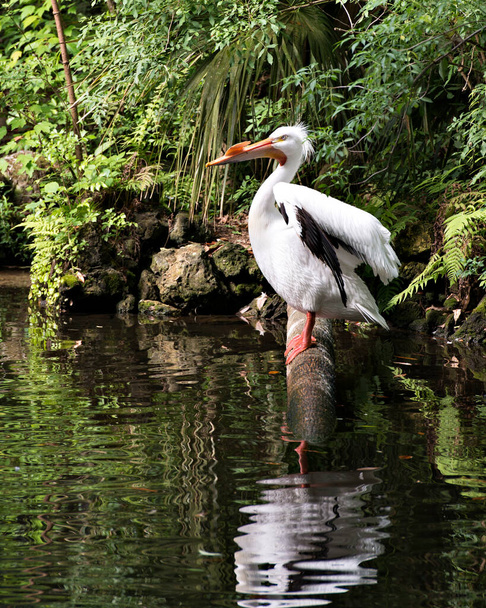 White Pelican bird with its spread wings and enjoying its environment and habitat. White Pelican Stock Photos. Image. - Φωτογραφία, εικόνα