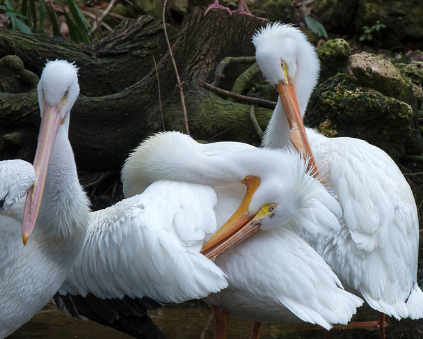White Pelican birds close-up profile view cleaning fluffy white feathers wings enjoying the sun in their environment and habitat. Three White Pelicans picture.  White Pelican Stock Photos. Image. - Photo, image