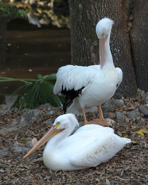 White Pelican birds close-up profile view by the water displaying beautiful white feathers, fluffy feathers, fluffy plumage with a water and foliage background in their environment and habitat. White Pelican Stock Photos. Image. - Foto, immagini