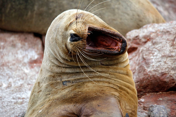 Close-up of a South American Sea Lion (Otaria flavescens) with Wide Open Mouth. Ballestas Islands, Peru - Photo, Image