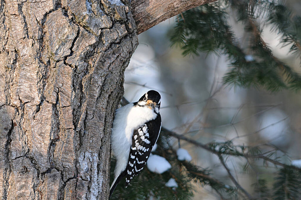 Woodpecker lähikuva profiilinäkymä kyydissä näyttää sulka plumage, silmä, nokka sen ympäristössä ja elinympäristön metsässä sumea tausta. Woodpeckerin osakekuvia. Kuva. - Valokuva, kuva