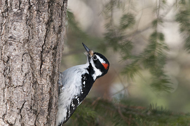 Woodpecker perched while exposing its body, plumage in its environment and habitat in the forest with a blur background. Woodpecker Stock Photos. Image. - Photo, Image