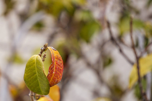 Traubenbaum im Herbst verfärbt sich - Foto, Bild